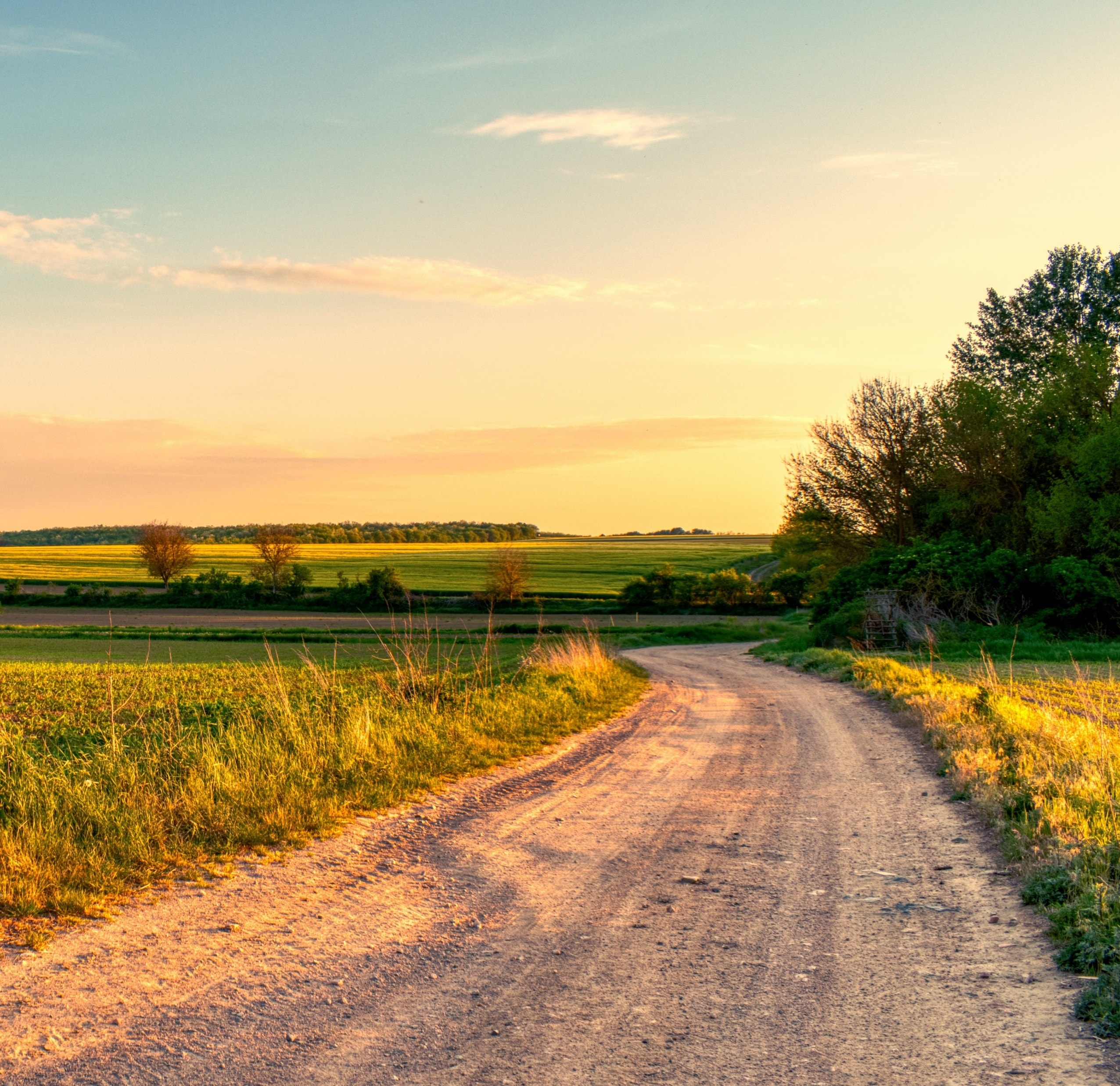 Agricultural landscape at golden hour
